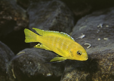 Maylandia sp. 'kingsizei lupingu' Lupingu